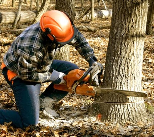 Tree Removal in Delight, AR